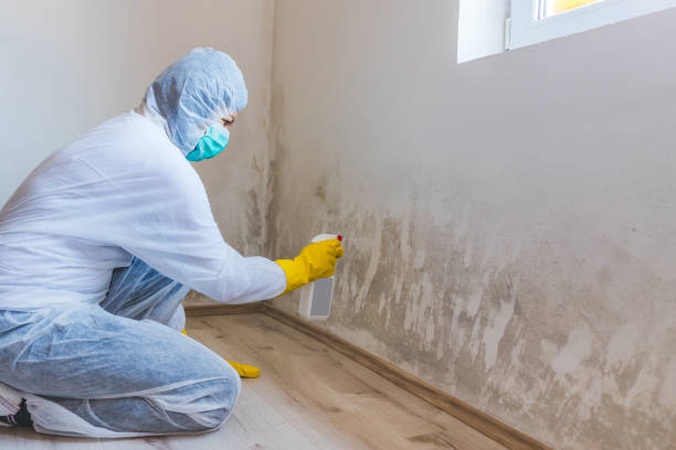 Commercial Mold Remediation assessment for commercial property in Port Ludlow